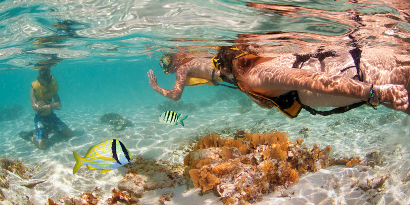 Starfish-Beach-Club-Minibanner-Snorkeling-on-the-reef