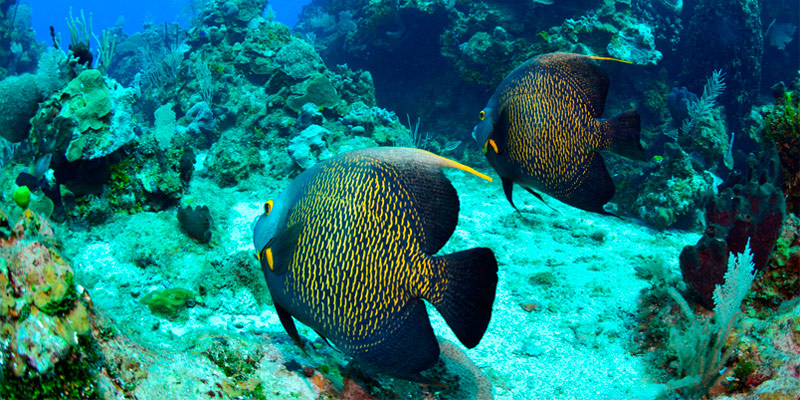 Starfish-Beach-Club-Minibanner-Snorkeling-on-the.reef