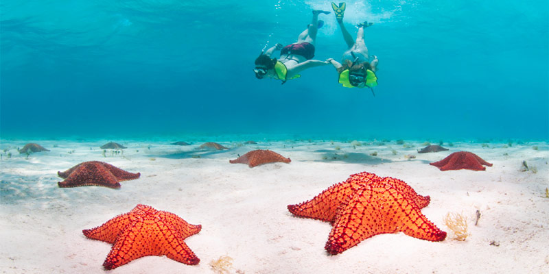 Starfish-Beach-Club-Minibanner-Snorkeling-with-starfish